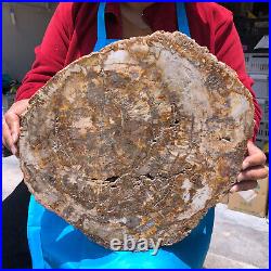 15.68LB Natural Petrified Wood Crystal Fossil Slice Shape Specimen Healing