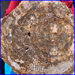 15.68LB Natural Petrified Wood Crystal Fossil Slice Shape Specimen Healing