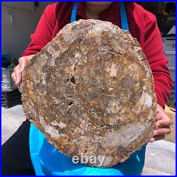 15.68LB Natural Petrified Wood Crystal Fossil Slice Shape Specimen Healing