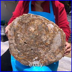 15.68LB Natural Petrified Wood Crystal Fossil Slice Shape Specimen Healing