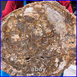 15.68LB Natural Petrified Wood Crystal Fossil Slice Shape Specimen Healing