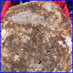 15.68LB Natural Petrified Wood Crystal Fossil Slice Shape Specimen Healing