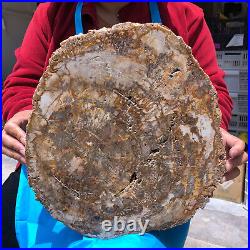 15.68LB Natural Petrified Wood Crystal Fossil Slice Shape Specimen Healing