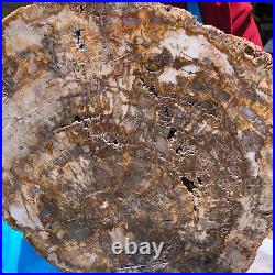 15.68LB Natural Petrified Wood Crystal Fossil Slice Shape Specimen Healing