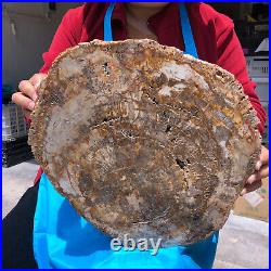 15.68LB Natural Petrified Wood Crystal Fossil Slice Shape Specimen Healing