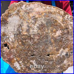 15.68LB Natural Petrified Wood Crystal Fossil Slice Shape Specimen Healing