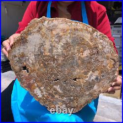 15.68LB Natural Petrified Wood Crystal Fossil Slice Shape Specimen Healing