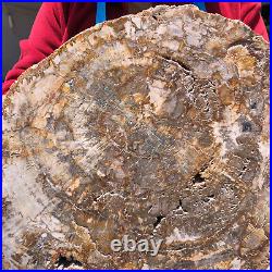 15.68LB Natural Petrified Wood Crystal Fossil Slice Shape Specimen Healing