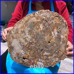 15.68LB Natural Petrified Wood Crystal Fossil Slice Shape Specimen Healing