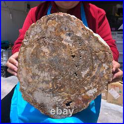 15.68LB Natural Petrified Wood Crystal Fossil Slice Shape Specimen Healing