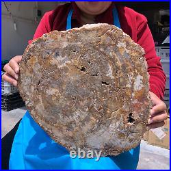 15.68LB Natural Petrified Wood Crystal Fossil Slice Shape Specimen Healing