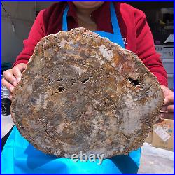 15.68LB Natural Petrified Wood Crystal Fossil Slice Shape Specimen Healing