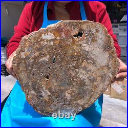 15.68LB Natural Petrified Wood Crystal Fossil Slice Shape Specimen Healing