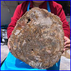 15.68LB Natural Petrified Wood Crystal Fossil Slice Shape Specimen Healing