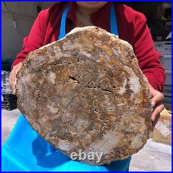 15.68LB Natural Petrified Wood Fossil Crystal Polished Slice- Madagascar