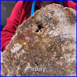 15.68LB Natural Petrified Wood Fossil Crystal Polished Slice- Madagascar