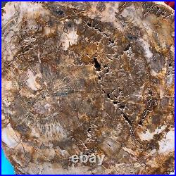 15.68LB Natural Petrified Wood Fossil Crystal Polished Slice- Madagascar