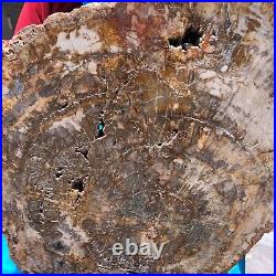 15.68LB Natural Petrified Wood Fossil Crystal Polished Slice- Madagascar