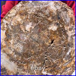 15.68LB Natural Petrified Wood Fossil Crystal Polished Slice- Madagascar