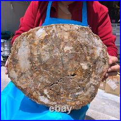 15.68LB Natural Petrified Wood Fossil Crystal Polished Slice- Madagascar