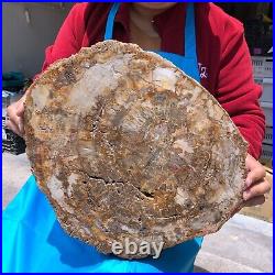 15.68LB Natural Petrified Wood Fossil Crystal Polished Slice- Madagascar