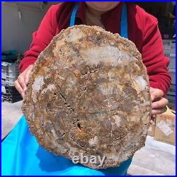 15.68LB Natural Petrified Wood Fossil Crystal Polished Slice- Madagascar