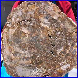 15.68LB Natural Petrified Wood Fossil Crystal Polished Slice- Madagascar