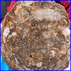 15.68LB Natural Petrified Wood Fossil Crystal Polished Slice- Madagascar