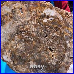 15.68LB Natural Petrified Wood Fossil Crystal Polished Slice Madagascar 1121