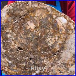 15.68LB Natural Petrified Wood Fossil Crystal Polished Slice Madagascar 1121