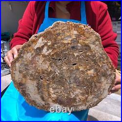 15.68LB Natural Petrified Wood Fossil Crystal Polished Slice- Madagascar