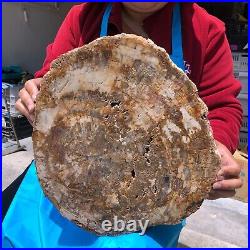 15.68LB Natural Petrified Wood Fossil Crystal Polished Slice- Madagascar