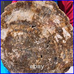 15.68LB Natural Petrified Wood Fossil Crystal Polished Slice- Madagascar