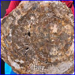 15.68LB Natural Petrified Wood Fossil Crystal Polished Slice- Madagascar