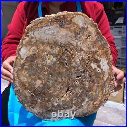 15.68LB Natural Petrified Wood Slice Real Authentic Piece History Fossil 1121