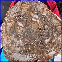 15.68LB Natural Petrified Wood Slice Real Authentic Piece History Fossil 1121