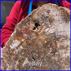 15.68LB Natural petrified wood fossil crystal polished slice Madagascar 1121