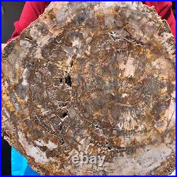 15.68lb Natural Petrified Wood Fossil Crystal Polished Slice