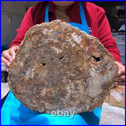 15.68lb Natural Petrified Wood Fossil Crystal Polished Slice