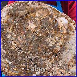 15.68lb Natural Petrified Wood Fossil Crystal Polished Slice