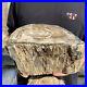 15_6lb_Rare_Natural_petrified_wood_rough_Wood_fossil_mineral_specimen_healing_01_nb