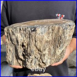 15.6lb Rare Natural petrified wood rough Wood fossil mineral specimen healing 15.6lb Rare Natural petrified wood rough Wood fossil mineral specimen healing