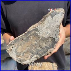 15.6lb Rare Natural petrified wood rough Wood fossil mineral specimen healing 15.6lb Rare Natural petrified wood rough Wood fossil mineral specimen healing