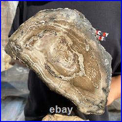 15.6lb Rare Natural petrified wood rough Wood fossil mineral specimen healing 15.6lb Rare Natural petrified wood rough Wood fossil mineral specimen healing