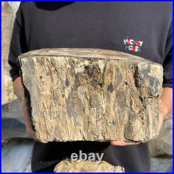 15.6lb Rare Natural petrified wood rough Wood fossil mineral specimen healing 15.6lb Rare Natural petrified wood rough Wood fossil mineral specimen healing