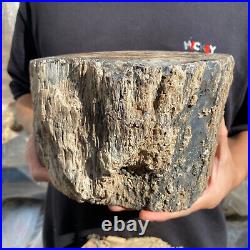 15.6lb Rare Natural petrified wood rough Wood fossil mineral specimen healing 15.6lb Rare Natural petrified wood rough Wood fossil mineral specimen healing