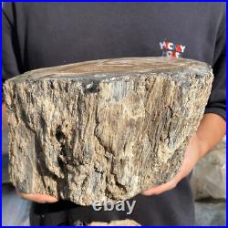 15.6lb Rare Natural petrified wood rough Wood fossil mineral specimen healing 15.6lb Rare Natural petrified wood rough Wood fossil mineral specimen healing