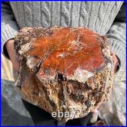 15.7lb Rare Natural petrified wood rough Wood fossil mineral specimen healing 15.7lb Rare Natural petrified wood rough Wood fossil mineral specimen healing