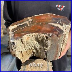 15.7lb Rare Natural petrified wood rough Wood fossil mineral specimen healing 15.7lb Rare Natural petrified wood rough Wood fossil mineral specimen healing