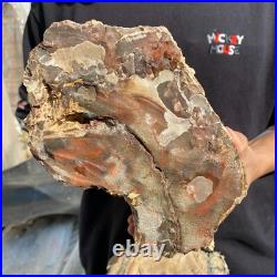 15.7lb Rare Natural petrified wood rough Wood fossil mineral specimen healing 15.7lb Rare Natural petrified wood rough Wood fossil mineral specimen healing